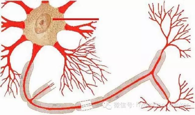 最新:氢气促进移植后外周神经再生